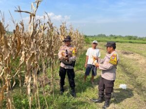 Polisi Apresiasi Panen Jagung di Lahan Ketahanan Pangan Krembung