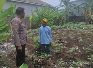 Polisi Sektor Sidoarjo Kota Dukung Ketahanan Pangan Lewat Budidaya Tanaman Ketela