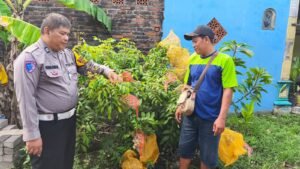 Polsek Tanggulangin Dukung Ketahanan Pangan Melalui Pohon Buah Kelengkeng 