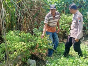 Polsek Prambon Terus Dukung Ketahanan Pangan Lewat Pengawasan dan Pendampingan Petani Cabai