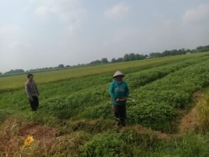 Polsek Prambon Polresta Sidoarjo Dukung Ketahanan Pangan Lewat Budidaya Kedelai di Desa Gedangrowo