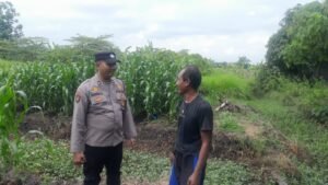 Bhabinkamtibmas Desa Pademonegoro Tinjau Lahan Jagung Dukung Program Ketahanan Pangan