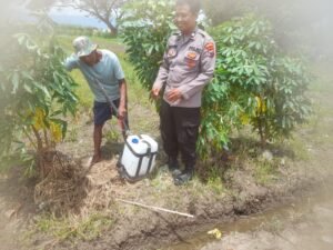 Polsek Prambon Intensifkan Perawatan Budidaya Tanaman Singkong, Dukung Ketahanan Pangan 