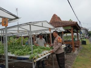 Bhabinkamtibmas Kelurahan Lemahputro Dukung Ketahanan Pangan Nasional Melalui Budidaya Sayur Mayur