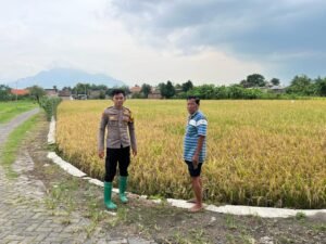 Polsek Krembung Dampingi Perawatan Lahan Padi Demi Ketahanan Pangan di Desa Kandangan
