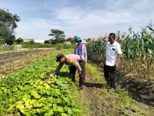 Bhabinkamtibmas Desa Gamping Bersama Poktan Giat Pengecekan Tanaman Garbis Wujudkan program Ketahanan Pangan 2025