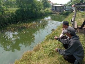 Bhabinkamtibmas Kalitengah Dukung Ketahanan Pangan Polresta Sidoarjo Bikin Kolam Lele 