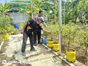 Bhabinkamtibmas Desa Kemiri ,Dukung Ketahanan Pangan Nasional Melalui Budidaya Tomat