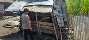Miris Lihat Kondisi Kandang Kambing, Bhabinkamtibmas Desa Jatikalang Dukung Ketahanan Pangan Petani Hewani 