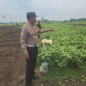 Bhabinkamtibmas Gampingrowo Dampingi Petani Terong, Cari Solusi Percepat Panen di Lahan Ketahanan Pangan