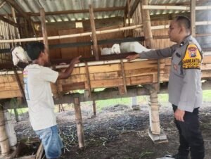 Cegah Penyakit Ternak Sukseskan Ketahanan Pangan, Bhabinkamtibmas Sidokepung Aktif Pantau Kesehatan Kambing Warga