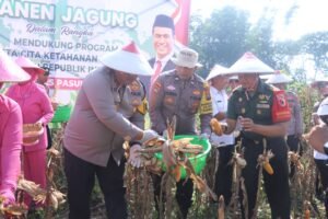 Program Ketahanan Pangan Berjalan Baik, Polres Pasuruan Panen Jagung di Purwodadi