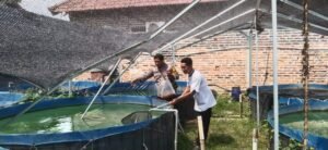 Polsek Krian Dampingi Warga Junwangi Budidayakan Ikan Lele sebagai Bentuk Ketahanan Pangan