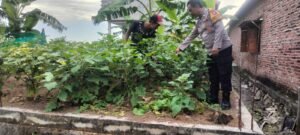 Bhabin Desa Sentul Sukseskan Petani Terong Dukung Ketahanan Pangan 
