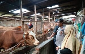 Bhabinkamtibmas Desa Kedensari Dukung Ketahanan Pangan Peternak Hewani Menjelang Idul Adha