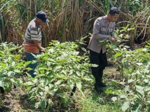 Bhabinkamtibmas Wirobiting Dukung Ketahanan Pangan Polresta Sidoarjo Lewat Budidaya Tanaman Terong