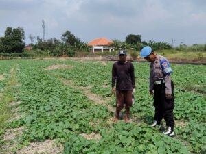 Bhabinkamtibmas Cek Ketahanan Pangan Polresta Sidoarjo, Dorong Produktifitas Hasil Mentimun di Pekarangan Warga Kesambi