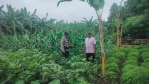 Polresta Sidoarjo Melalui Polsek Krian Dampingi Warga Bertani Terong untuk Wujudkan Swasembada Pangan