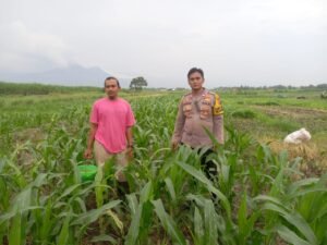 Dukung Ketahanan Pangan Polresta Sidoarjo, Kanit Binmas Polsek Krembung Tinjau Lahan Jagung Bersama Warga