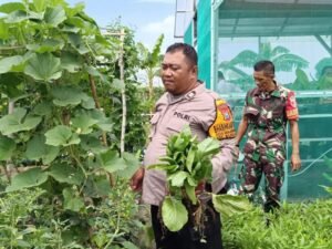 Polri dan TNI Sinergi Dukung Ketahanan Pangan, Bhabinkamtibmas Banjarkemantren Panen Sayur Bersama Warga.