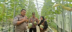 Polsek Tarik Polresta Sidoarjo Panen Melon Hidroponik Bersama Kelompok Tani Berkah Makmur, Wujud Sinergi Dukung Ketahanan Pangan