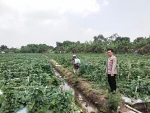 Kanit Binmas Polsek Prambon Tinjau Lahan Petani Melon yang Siap Panen, Dukung Ketahanan Pangan Nasional