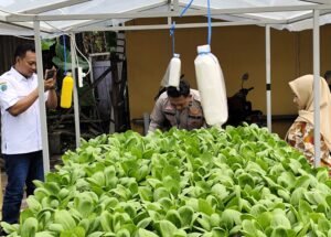 Polsek Tanggulangin Dukung Ketahanan Pangan Polresta Sidoarjo Melalui Budidaya Sayur Sawi Segar