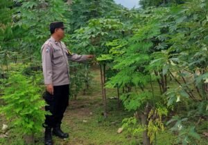 Warga Desa Ketimang Wonoayu Manfaatkan Lahan Kosong untuk Wujudkan Ketahanan Pangan 