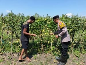 Bhabinkamtibmas Sambibulu Polsek Taman Bersama Warga Tinjau Lahan Hortikultura Ketahanan Pangan