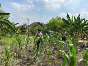 Polisi Cinta Petani, Gencarkan Pendampingan Program Ketahanan Pangan di Kecamatan Krembung