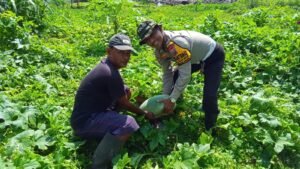 Polsek Tanggulangin Dorong Ketahanan Pangan Polresta Sidoarjo di Pekarangan Bergizi Kalidawir