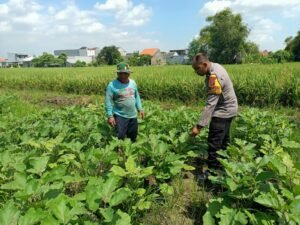 Bhabinkamtibmas Dukung Ketahanan Pangan, Dampingi Petani Terong di Sidokepung