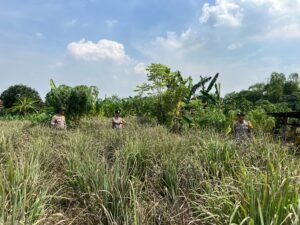 Polsek Krembung Dukung Ketahanan Pangan Lewat Pendampingan Tanaman Serai di Desa Wonomlati