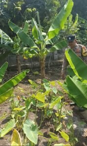 Bhabinkamtibmas Gondang Pantau Lahan Pekarangan Bergizi di Senjayan