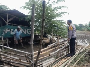 Bhabinkamtibmas Bangsri Cek Ketahanan Pangan dan Edukasi Perawatan Ternak di Peternakan Kambing