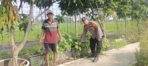 Polsek Krian Laksanakan Pemeliharaan Perkebunan Terong Wujudkan Ketahanan Pangan pandawa Desa Ponokawan Krian Sidoarjo