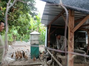 Bhabinkamtibmas Desa Putat Bripka Candra Cek Peternak Bebek dan Mentok, Dukung Swasembada Pangan Jelang Idul Adha