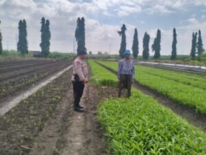 Bhabinkamtibmas Polsek Krian Rawat Kebun Kangkung pendampingan warga Swasembada Pangan,Cinta petani 