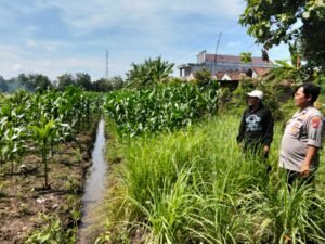 Kanit Binmas Polsek Prambon dan Warga Cek Perkembangan Ketahanan Pangan Tanaman Serai dan Jagung 