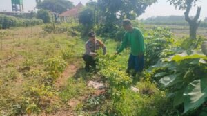 Bhabinkamtibmas Desa Tanjek Wager Dampingi Petani Lombok untuk Dukung Ketahanan Pangan Nasional