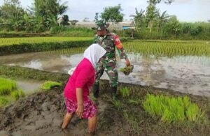 Percepat Masa Tanam, Babinsa Desa Ngembul Dampingi Petani Tanam Padi