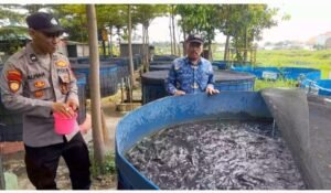 Sinergi Bhabinkamtibmas Polresta Sidoarjo dan Warga Desa Trosobo, Cek Budidaya Ikan Lele untuk Optimalkan Program Ketahanan Pangan Sidoarjo