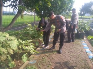 Polsek Krian Rutin Laksanakan Pemeliharaan Program Ketahanan Pangan di Desa Ponokawan Krian