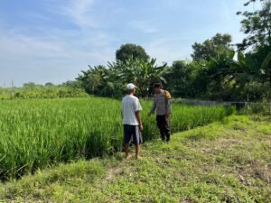Polsek Krembung Cinta Petani, Bhabinkamtibmas Desa.Wonomlati Beri Edukasi Perawatan Padi