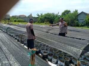 Dukung Program Ketahanan Pangan Nasional, Bhabinkamtibmas Kenongo Dampingi Petani Dalam Pemasangan Mulsa di Lahan Cabai