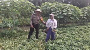 Bhabinkamtibmas Karangpuri Polsek Wonoayu Ajak Warga Rawat Tanaman Singkong di Lahan P2B