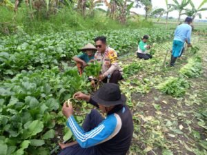 Kanit Binmas Polsek Krembung Bantu Petani Panen Sawi 