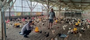 Polsek Wonoayu Himbau Peternak Perhatikan Kesehatan Ayam, Agar Berhasil Wujudkan Ketahanan Pangan Polresta Sidoarjo