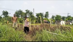 Bhabinkamtibmas Watugolong dan Warga Gelar Rawat Kebun Pisang untuk Ketahanan Pangan