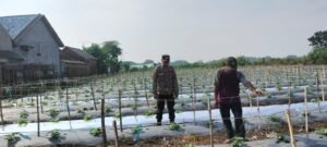 Polsek Tarik Sambang Ketahanan Pangan Desa Mergosari di Lahan Semangka
